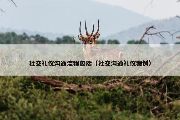 社交礼仪沟通流程包括（社交沟通礼仪案例）