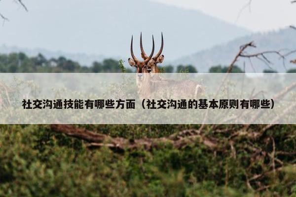 社交沟通技能有哪些方面（社交沟通的基本原则有哪些）