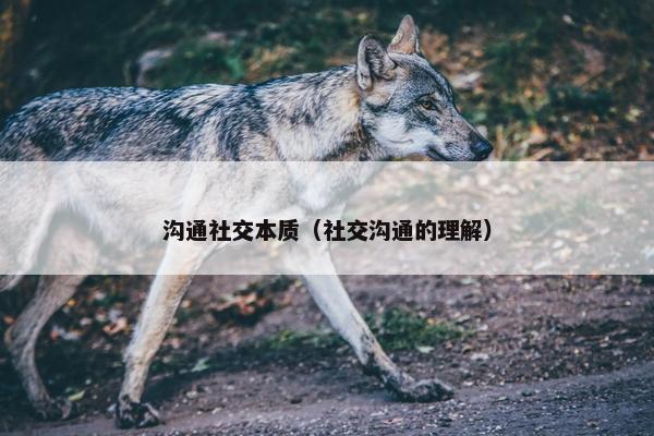 沟通社交本质（社交沟通的理解）