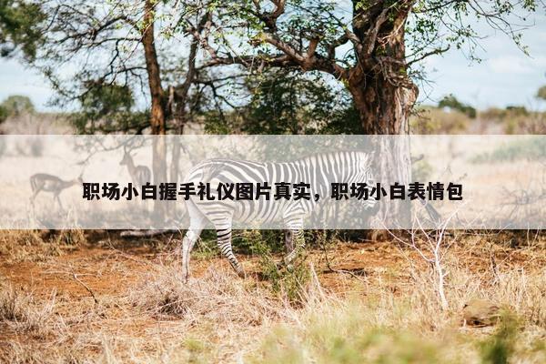 职场小白握手礼仪图片真实，职场小白表情包